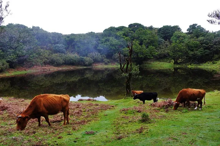 These are the happy cows wondering around a UNESCO primitive forest.