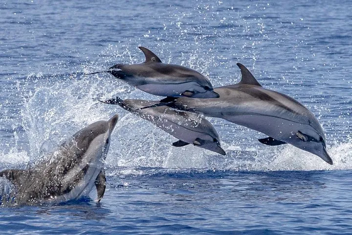 Whale & Dolphin Watching in Madeira