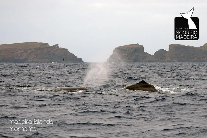 Sperm whale blow