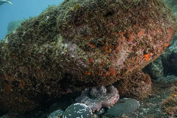 Funchal: Scuba Diving Experience for Beginners