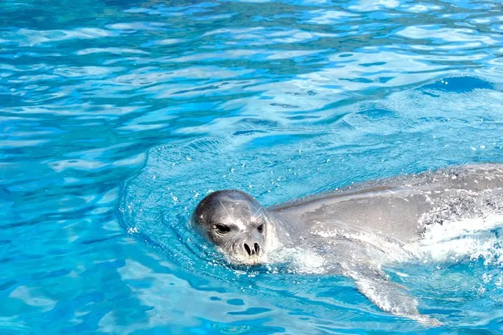 Responsible Whales and/or Dolphins Watching Tour