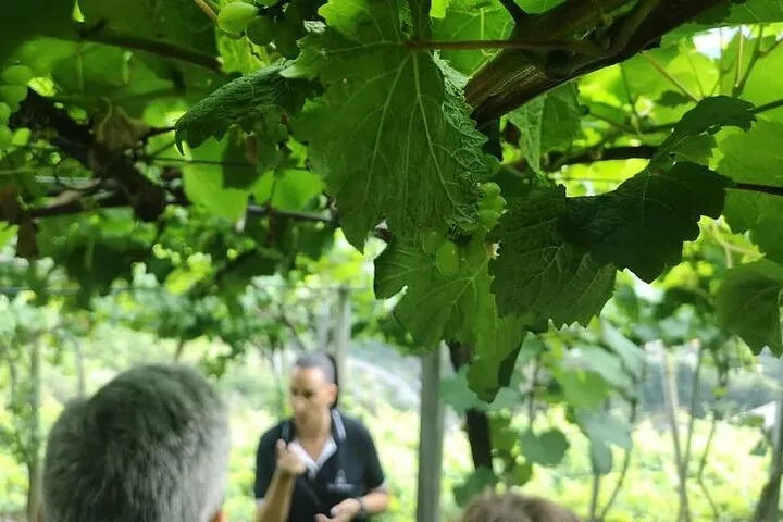 Guide wine Tour