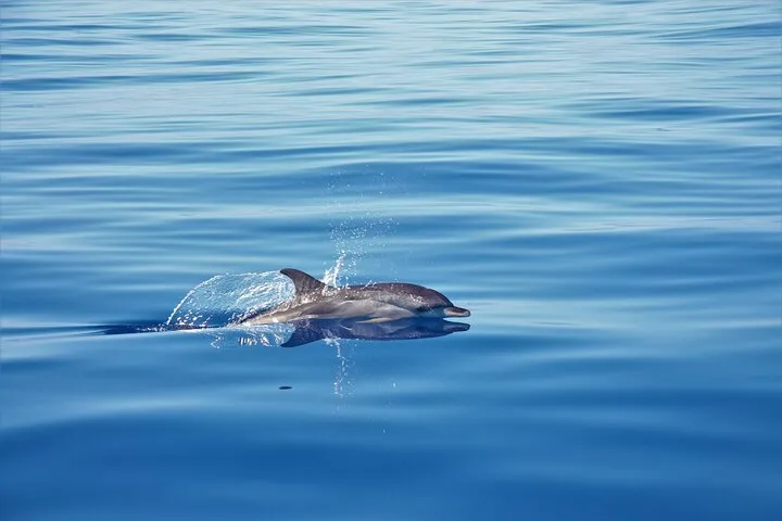 On Tales Striped dolphin 2020