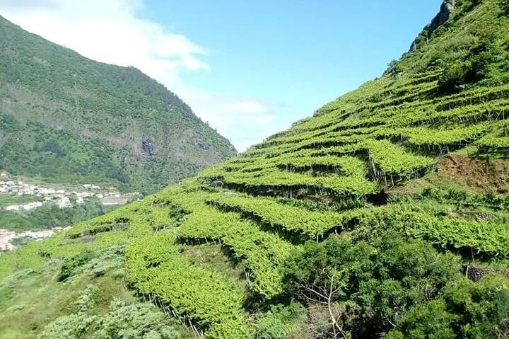 vineyards