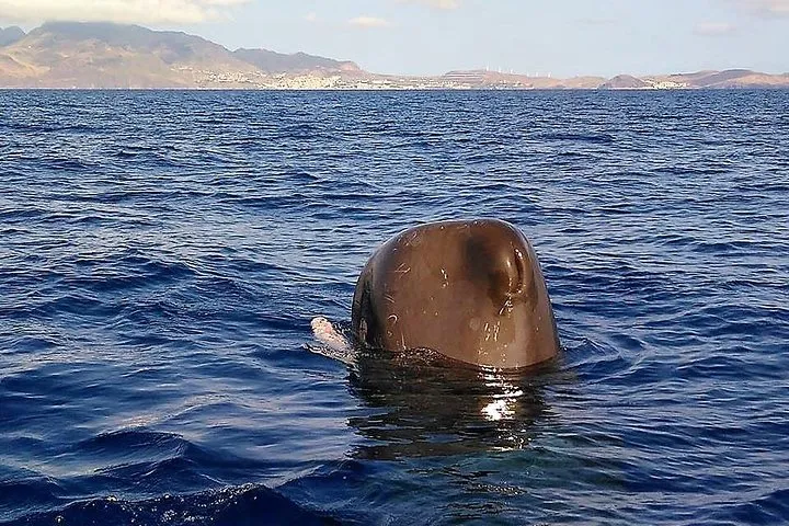 Responsible Whales and/or Dolphins Watching Tour, photo 6