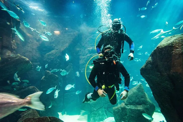 Diving in the aquarium