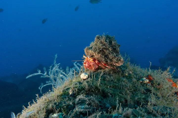 Funchal: Scuba Diving Experience for Beginners, photo 6