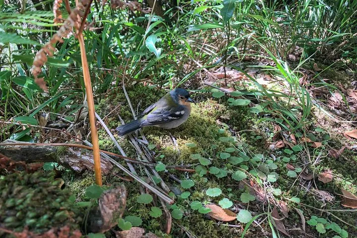 Walk with a local, photo 6
