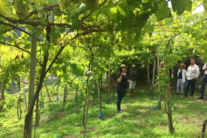 Signature Wine Tastings, Skywalk, Nature 4x4 Open Roof Expedition, photo 6