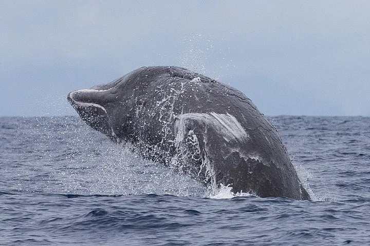 Whale & Dolphin Watching in Madeira, photo 6