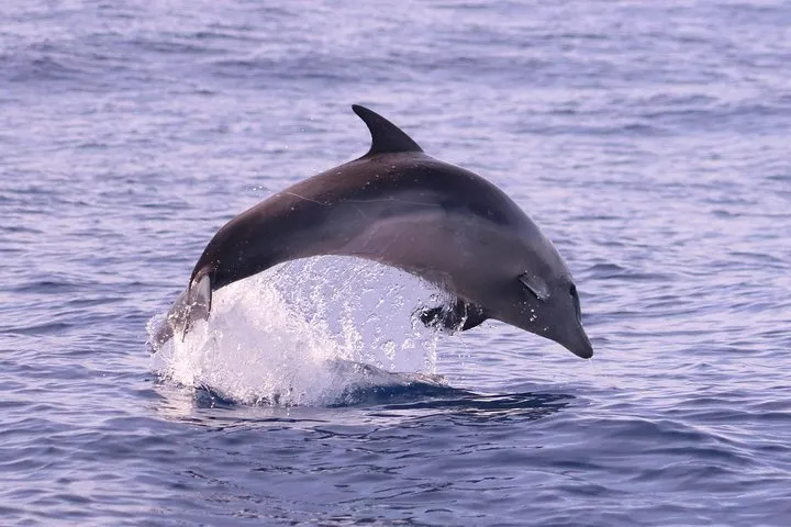 Whale and dolphin watching-bottlenose dolphin