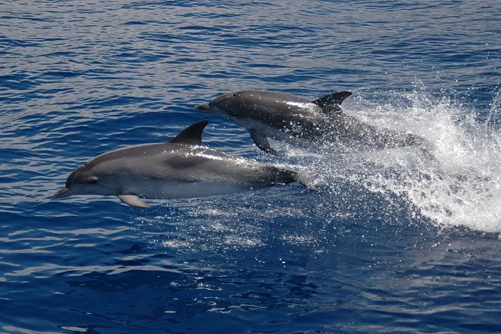 Seaborn Catamaran trips, photo 6
