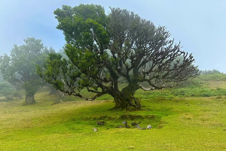 Fanal Assobiadores - Mountain Walk, photo 7