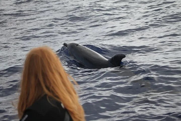 Responsible Whales and/or Dolphins Watching Tour, photo 7