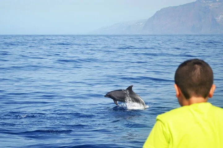 VipDolphins Luxury Whale Watching, photo 7
