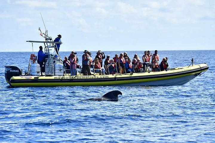 Whale & Dolphin Watching in Madeira, photo 7