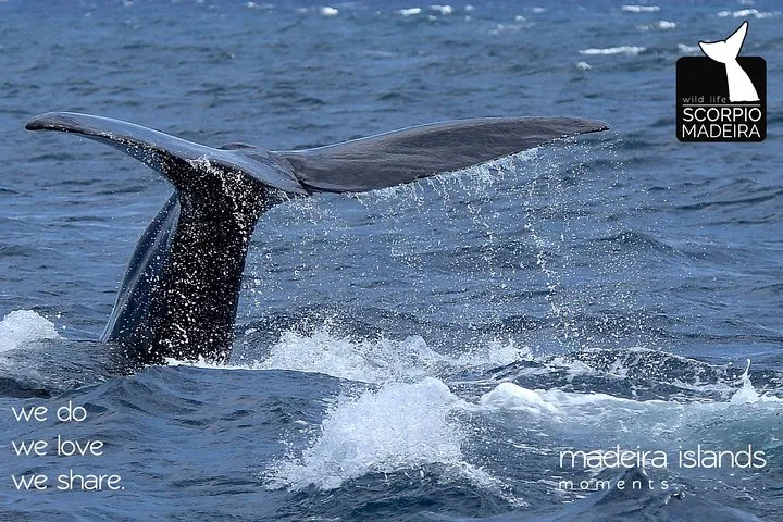 Sperm whale tail