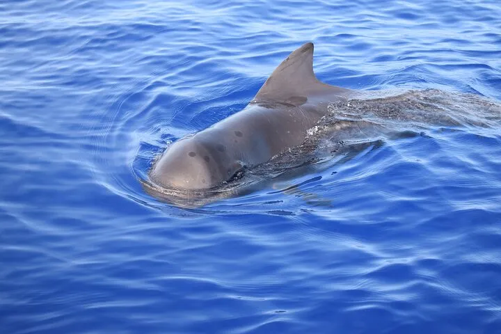 On Tales Whale Watching - Pilot whale