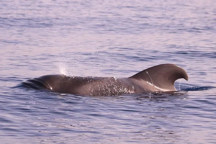 Whale and dolphin watching-pilot whale