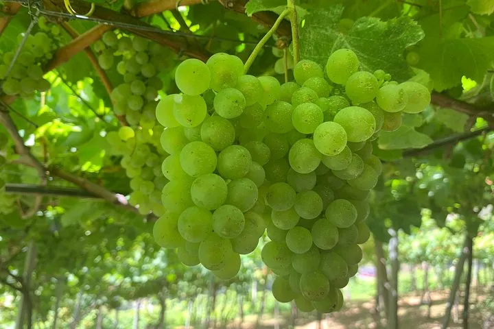 Signature Wine Tastings, Skywalk, Nature 4x4 Open Roof Expedition, photo 7