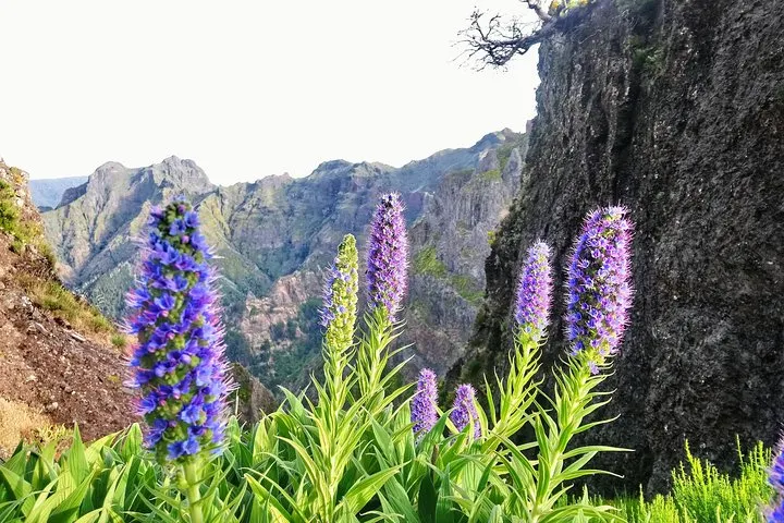 Endemic plants