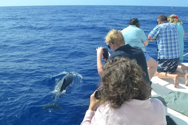VipDolphins Luxury Whale Watching, photo 8