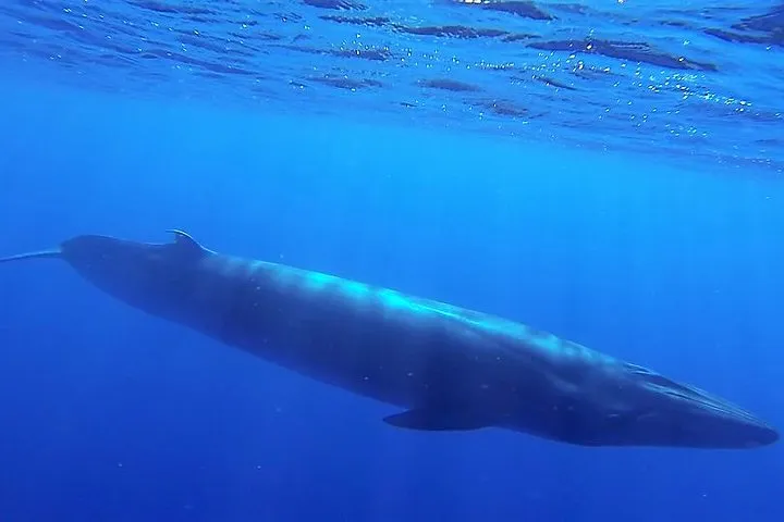 Responsible Whales and/or Dolphins Watching Tour, photo 8