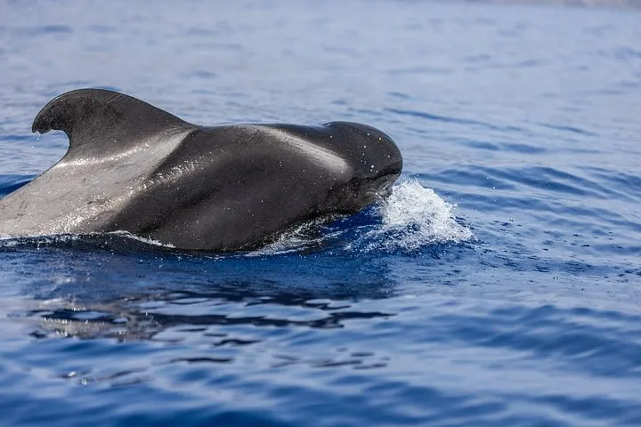 Whale & Dolphin Watching in Madeira, photo 8