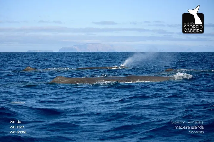 Sperm whales