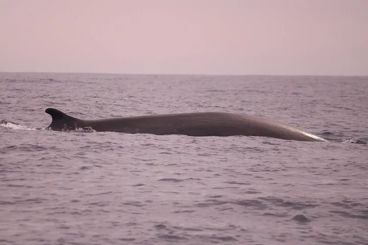 Whale and dolphin watching-Fin whale