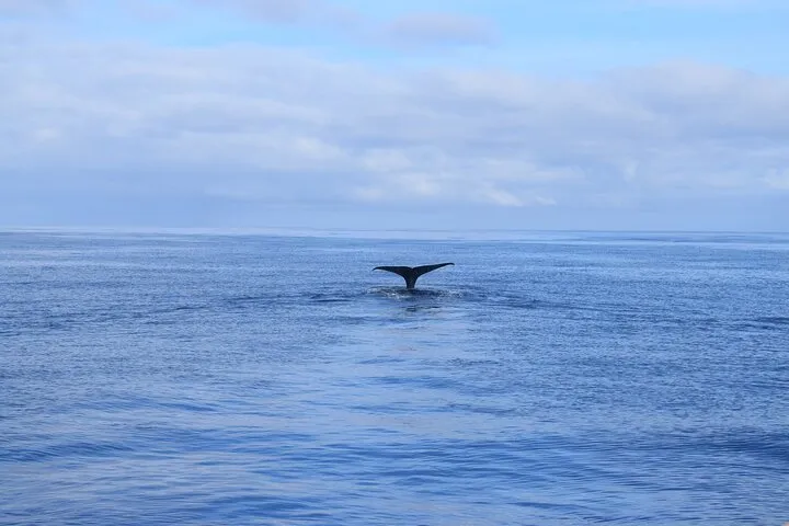 On Tales Whale Watching - Sperm Whale Tail