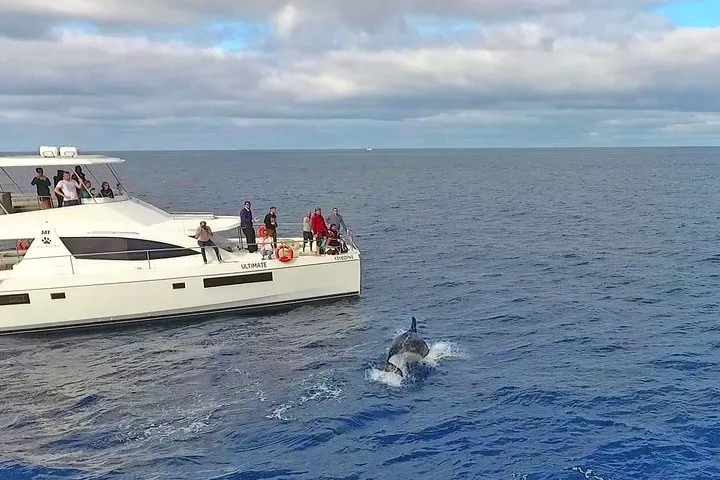 VipDolphins Luxury Whale Watching, photo 9