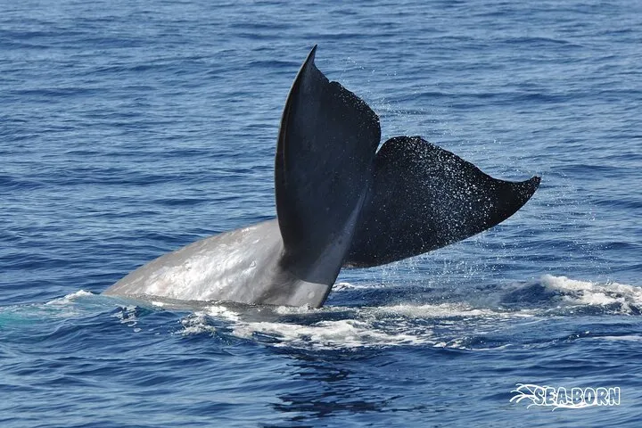 Seaborn Catamaran trips, photo 9