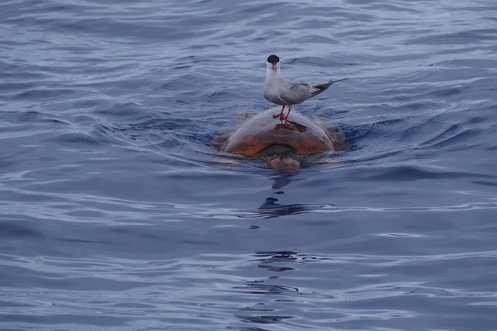 Turtle + Shearwater