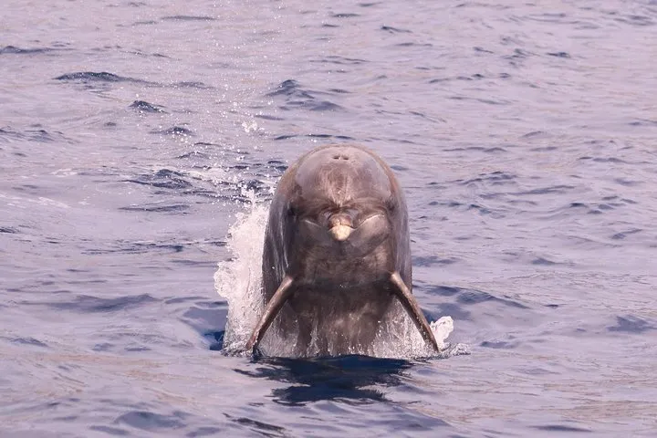 Whale and dolphin watching-bottlenose dolphin
