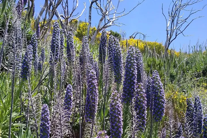 Spring in Madeira