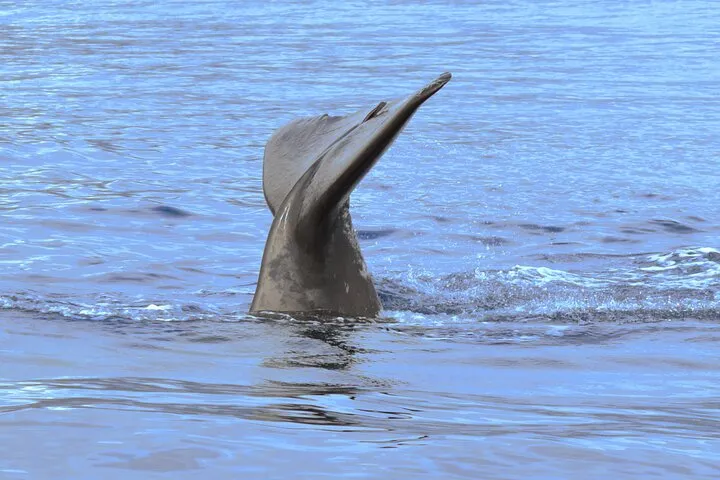 On Tales whales and dolphins - Sperm whale