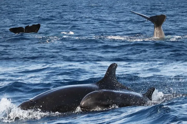 Responsible Whales and/or Dolphins Watching Tour, photo 9