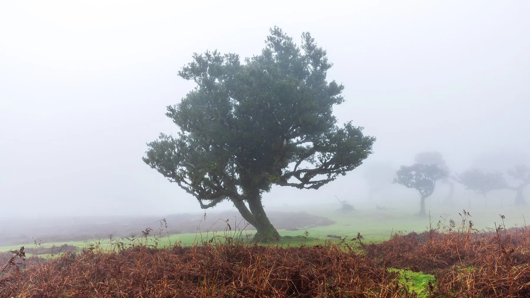 Laurel trees at Fanal