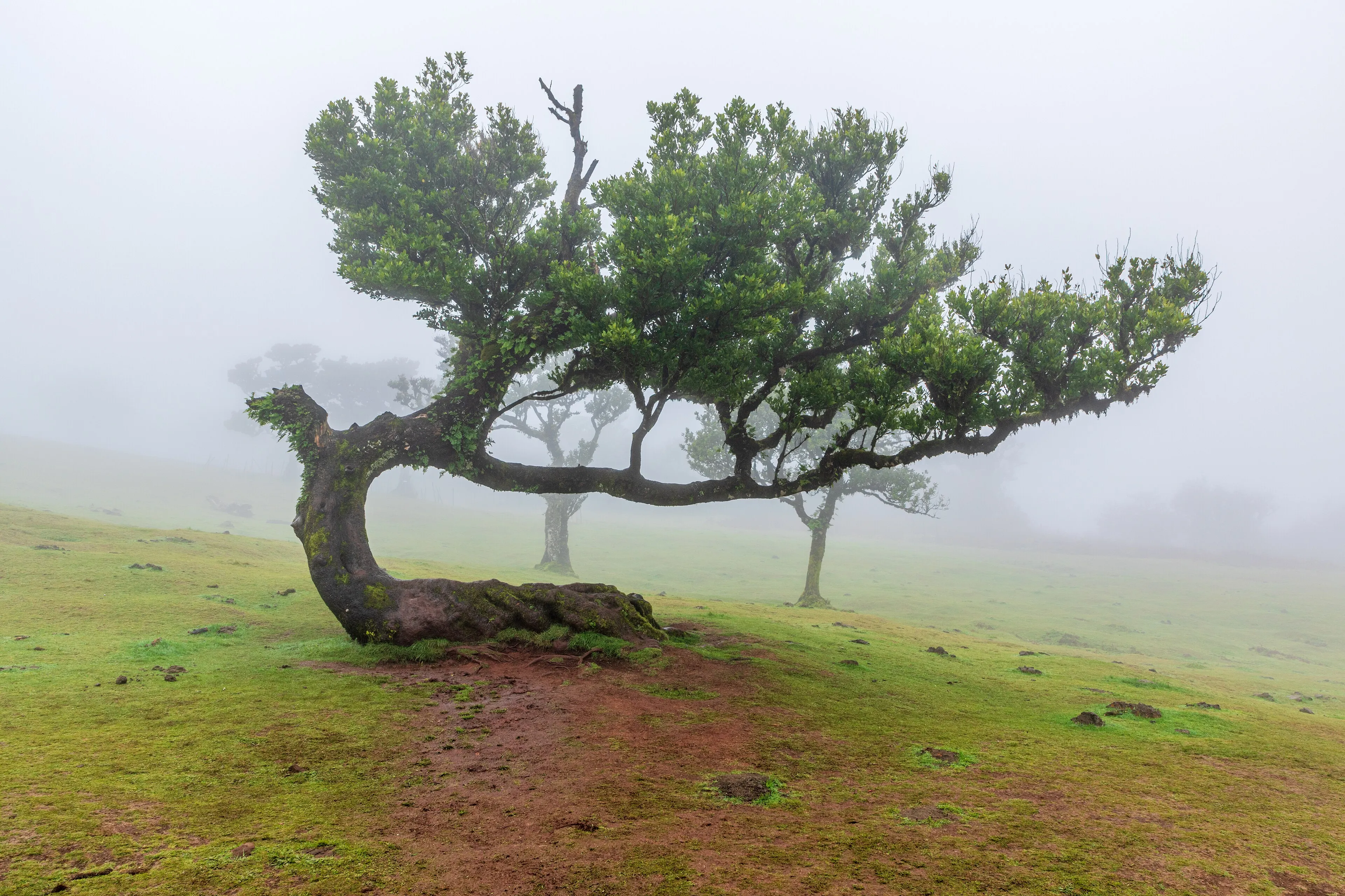 Laurel forest at Fanal in the cloud