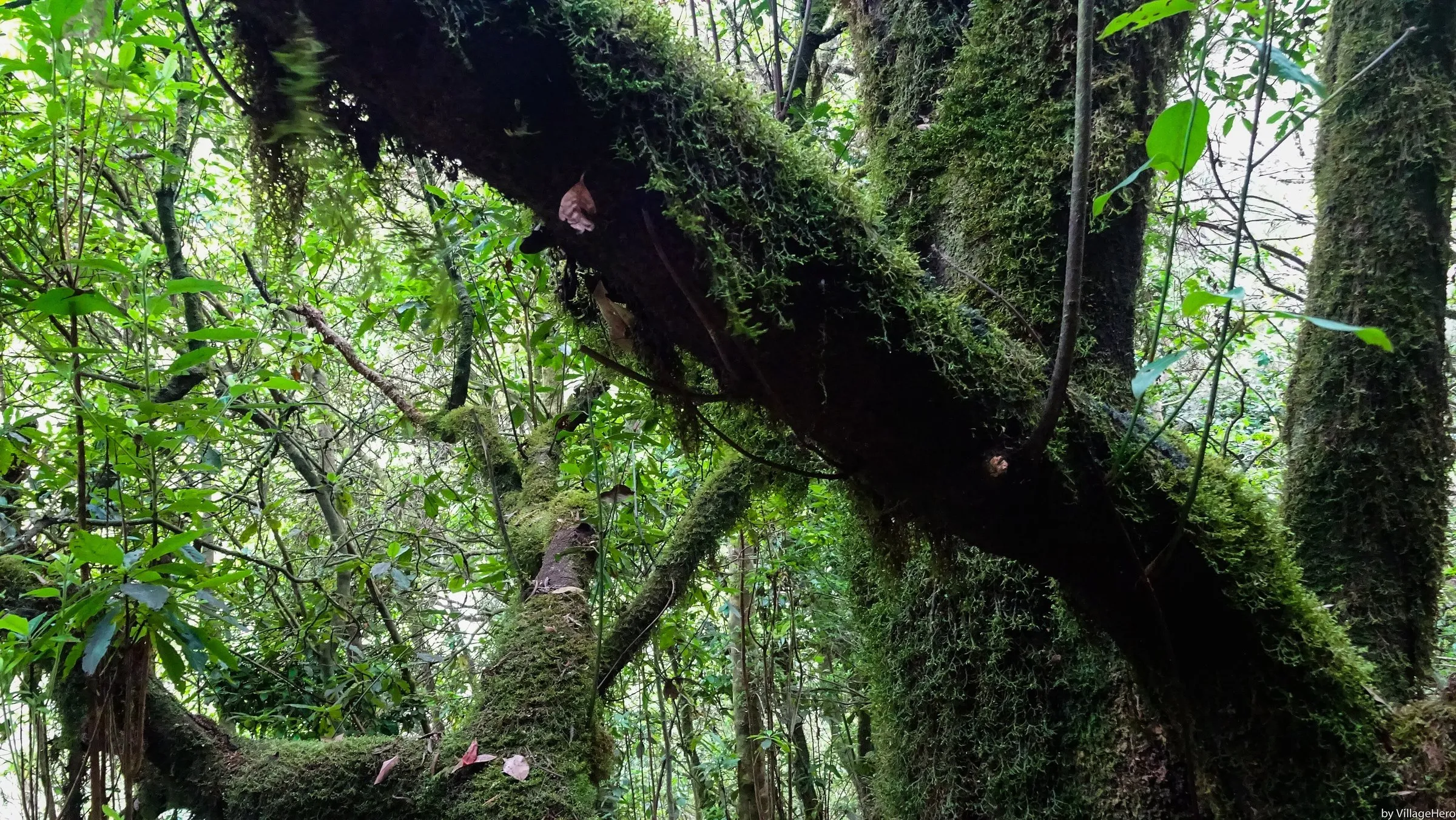 Levada do Furado, PR 10