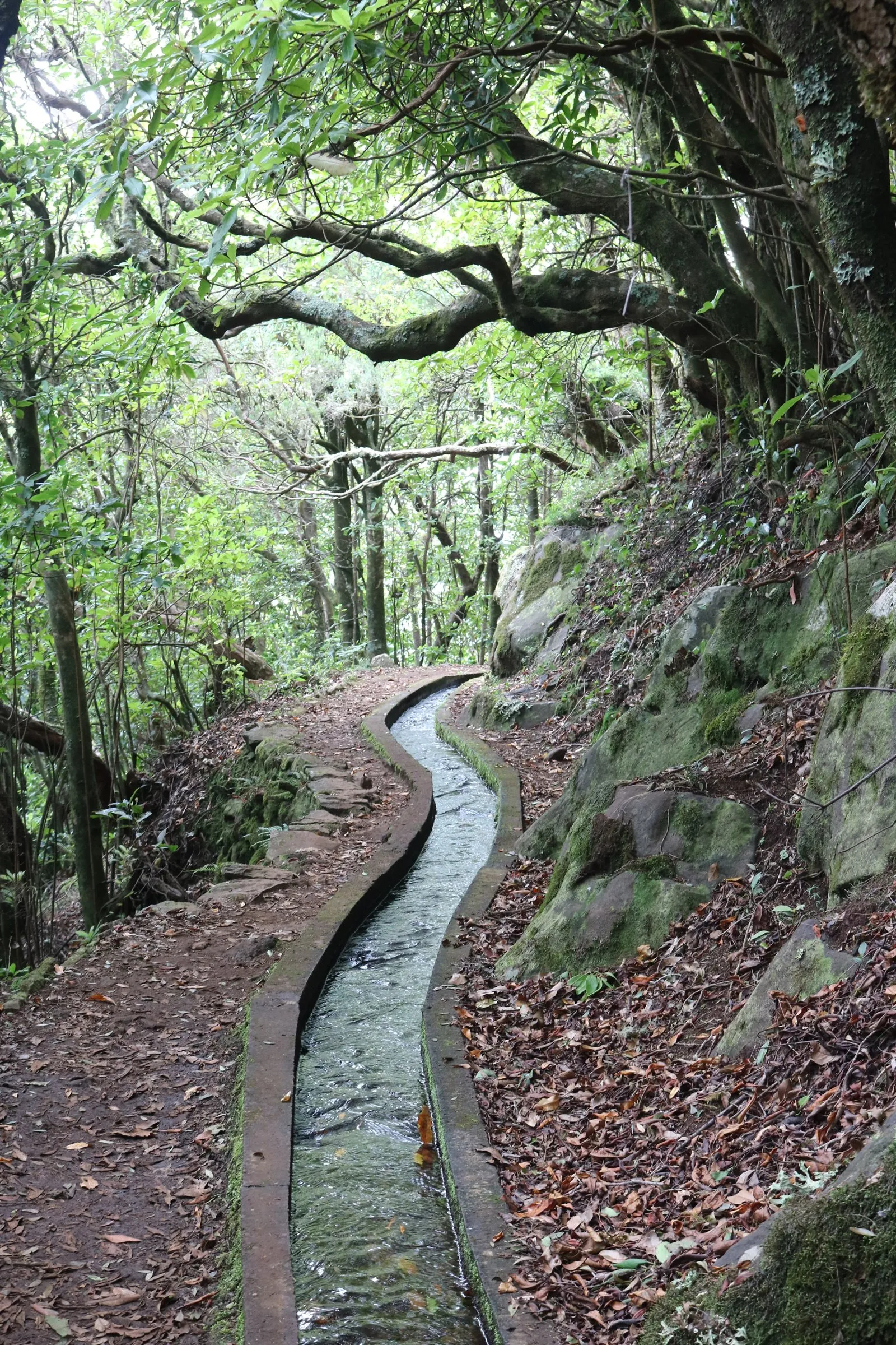Levada dos Cedros, PR 14