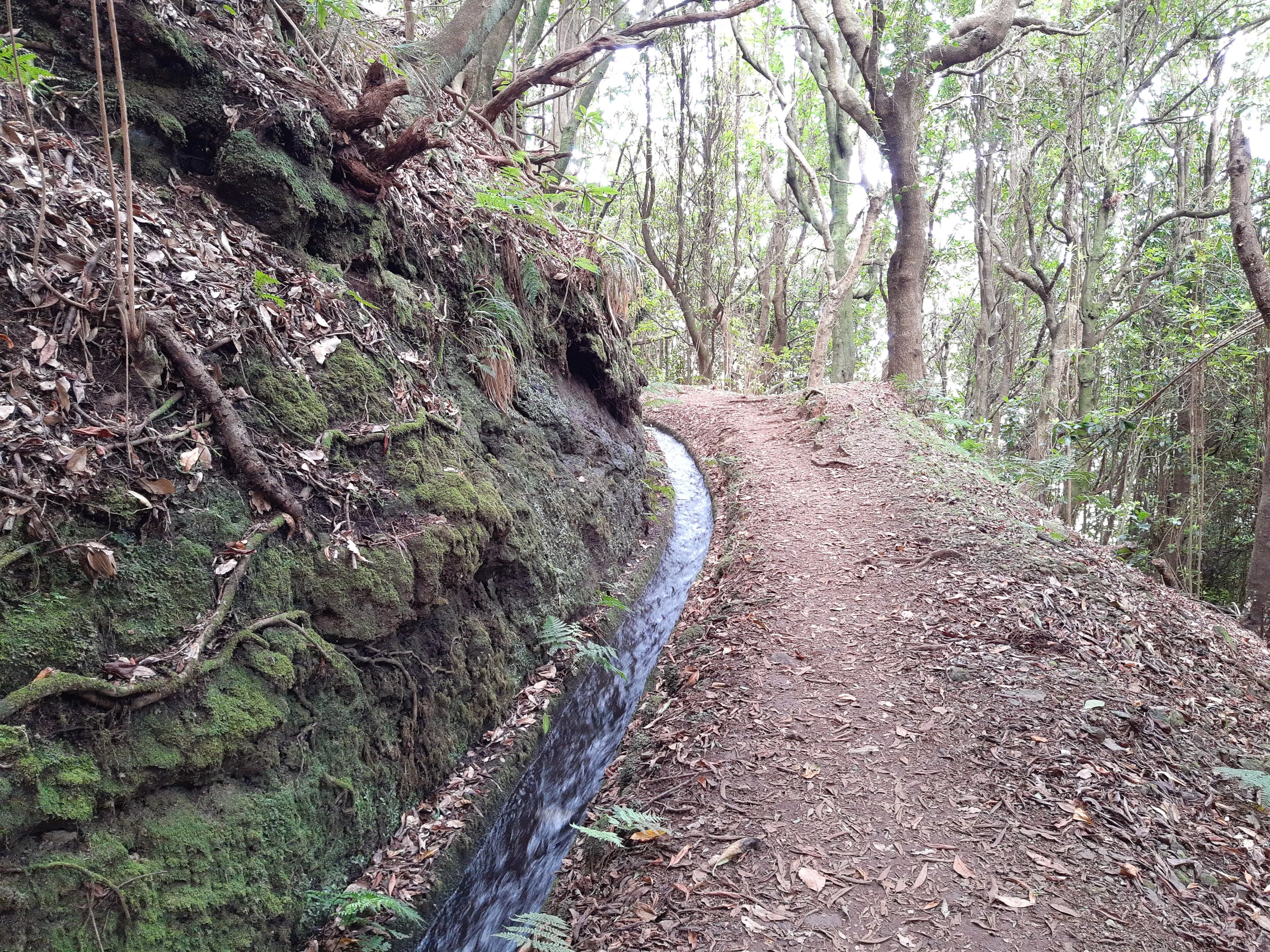 The levada path through the forest on PR 7