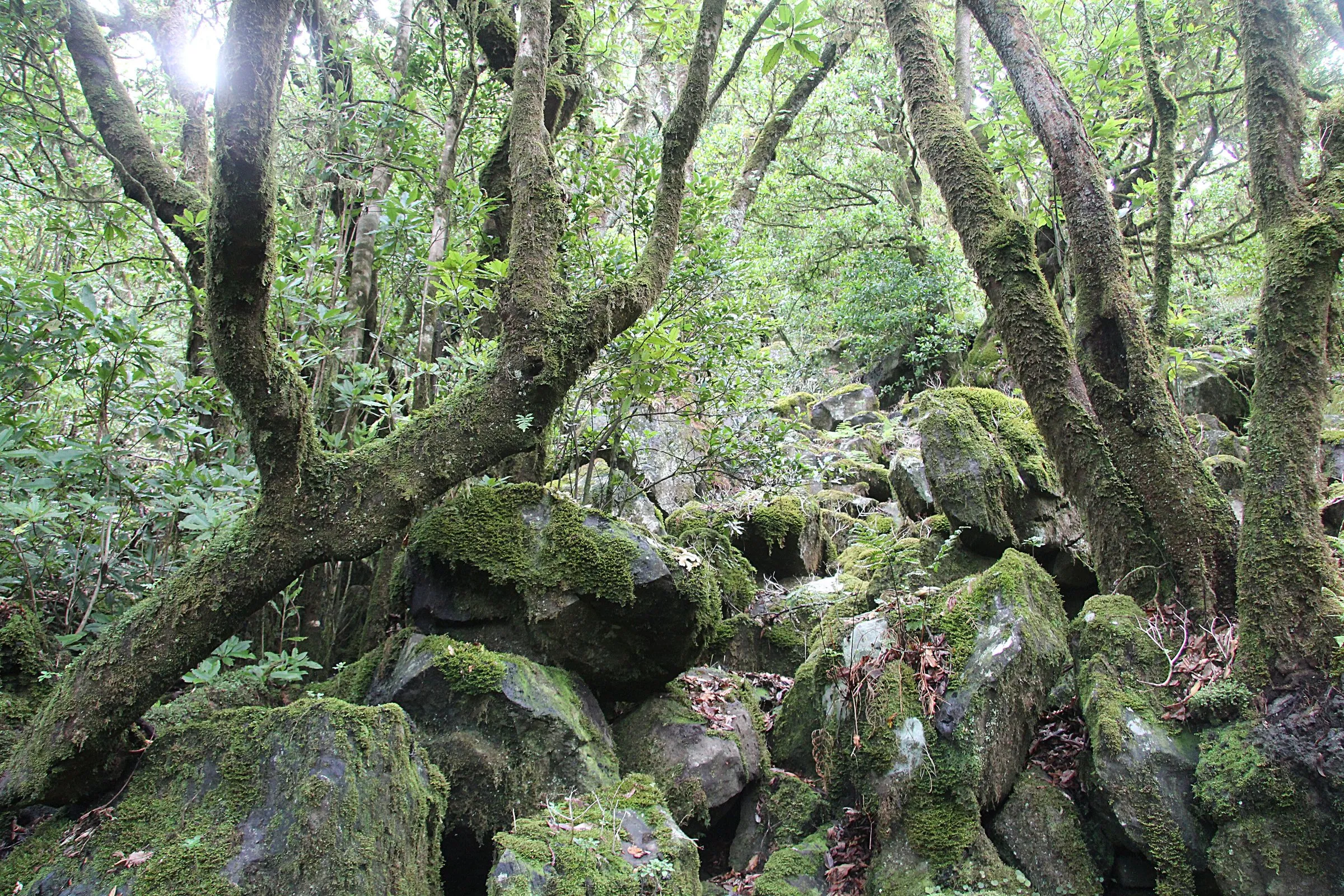 The laurel forest on the descent from Paul da Serra to Fanal
