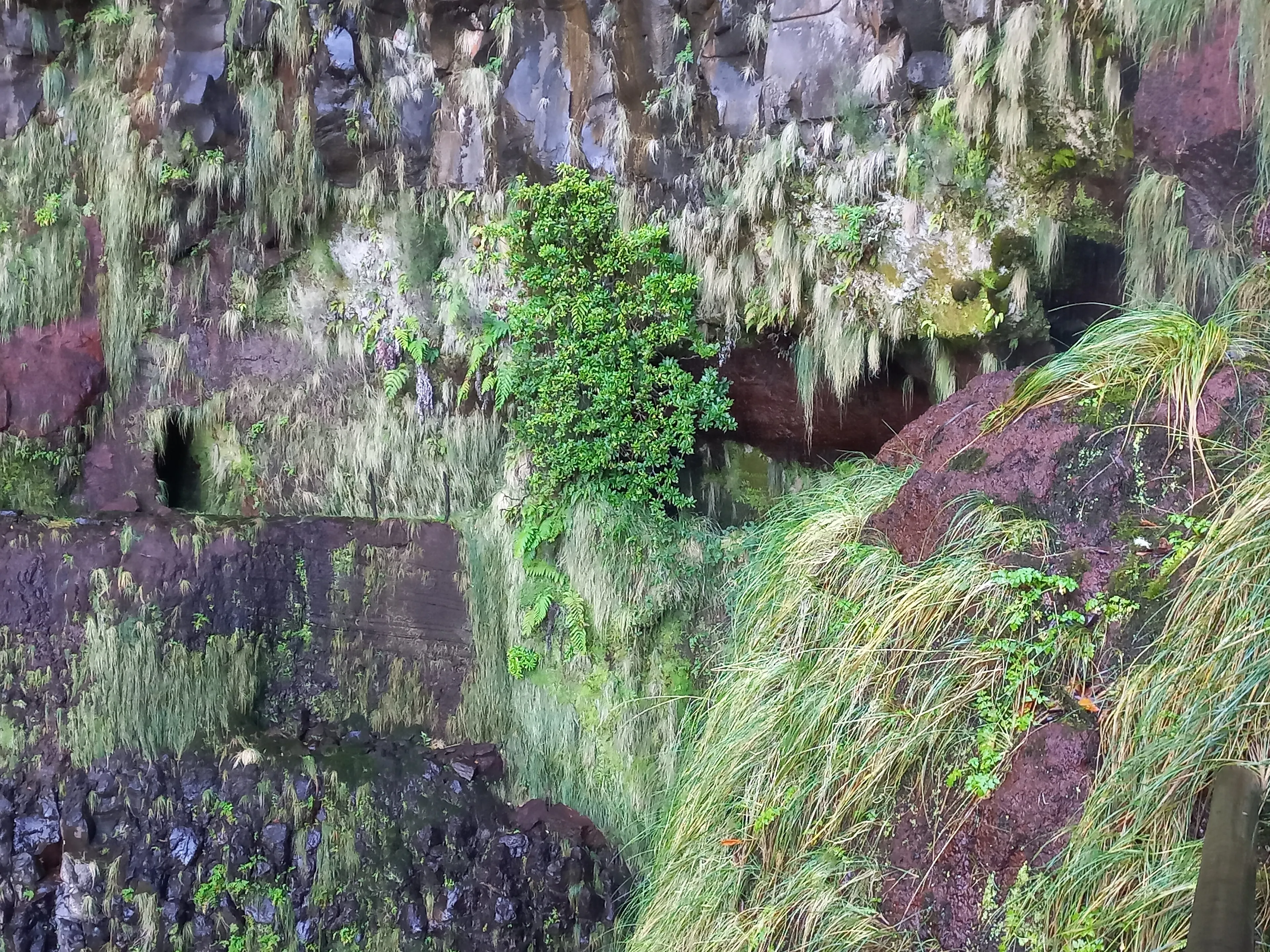 Levada do Risco, PR 6.1
