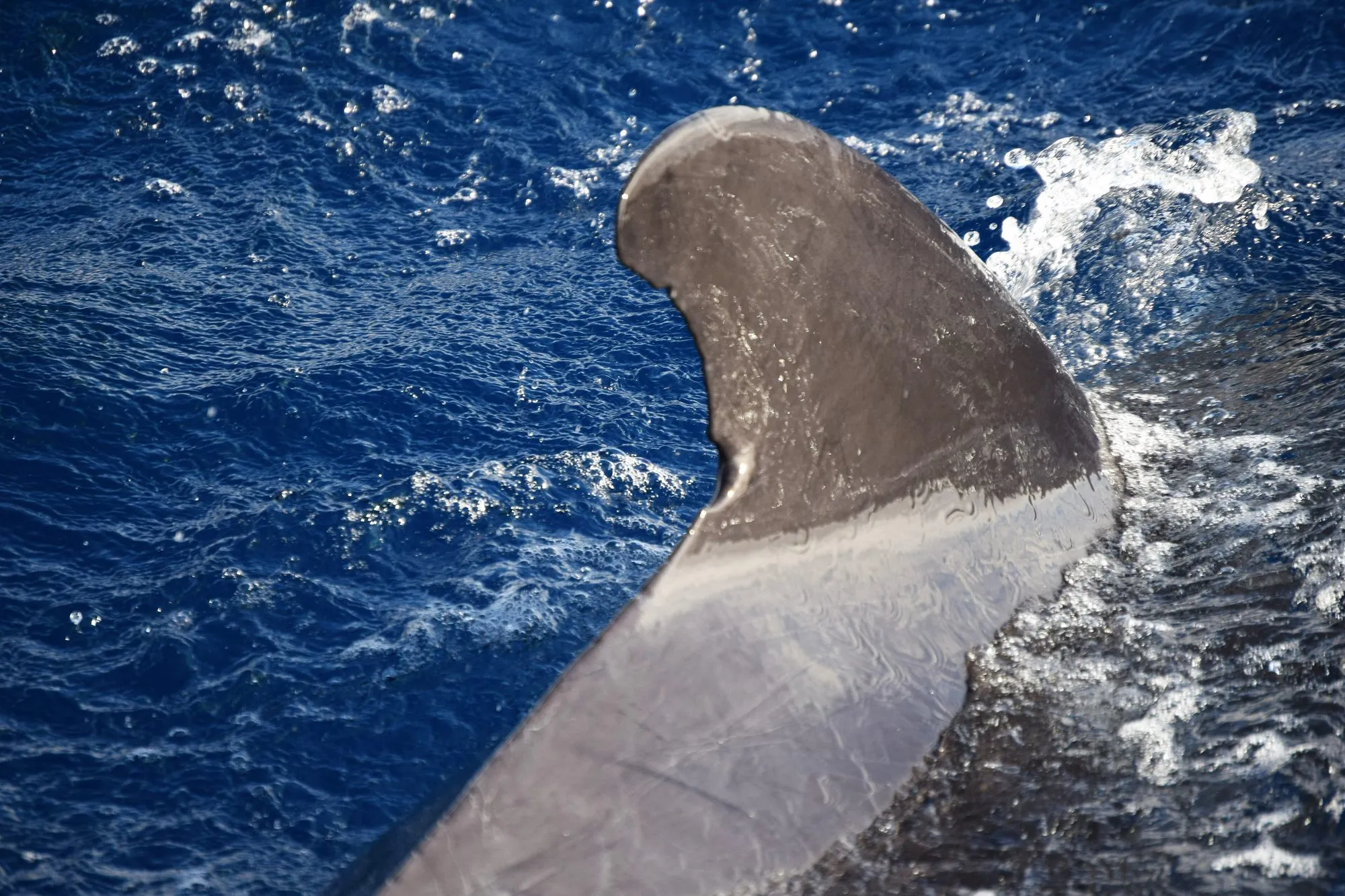 A whale off the south coast